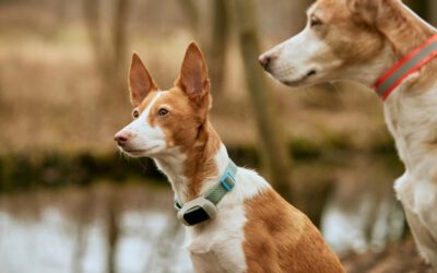 GPS-Tracker – Gut für Tiere, aber nicht für Gegenstände