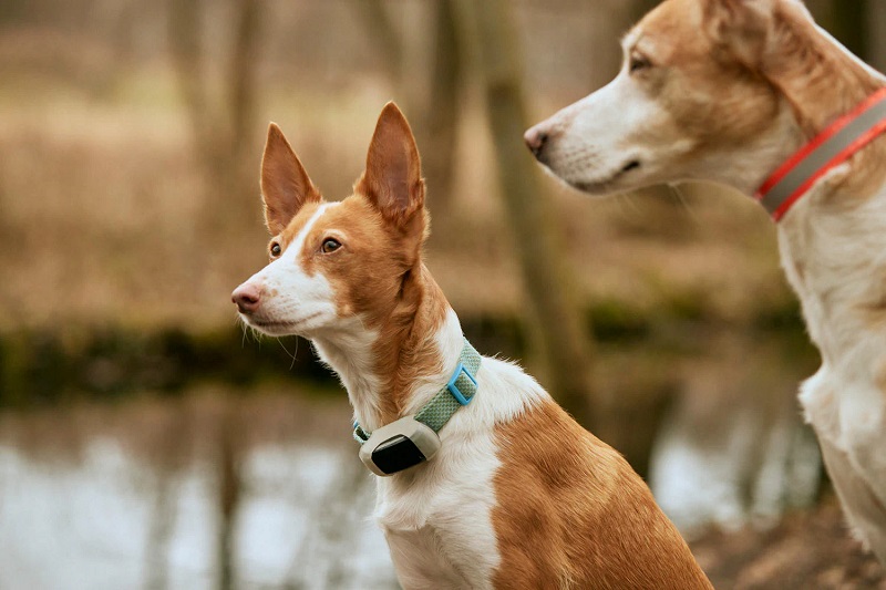 GPS-Tracker – Gut für Tiere, aber nicht für Gegenstände