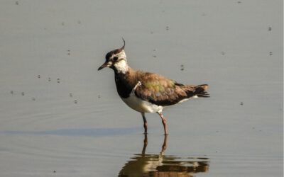 NABU-Gruppe Blomberg lädt zu einem Vortrag zum Vogel des Jahres 2024: Der Kiebitz