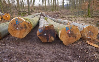 Landesverband Lippe registriert vermehrt Schäden an Buchen als Dürrefolge