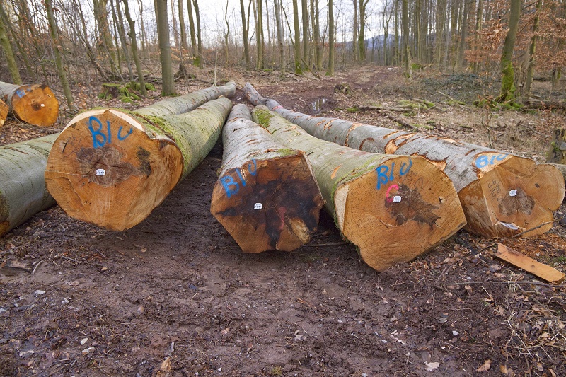 Landesverband Lippe registriert vermehrt Schäden an Buchen als Dürrefolge