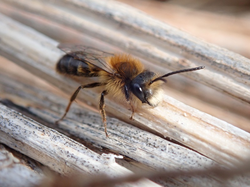 Wildbienen-Nisthilfen bauen in den Ferien