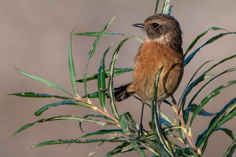 Rote Liste verdeutlicht Naturkrise: Mehr als die Hälfte der Brutvogelarten in NRW ist bedroht