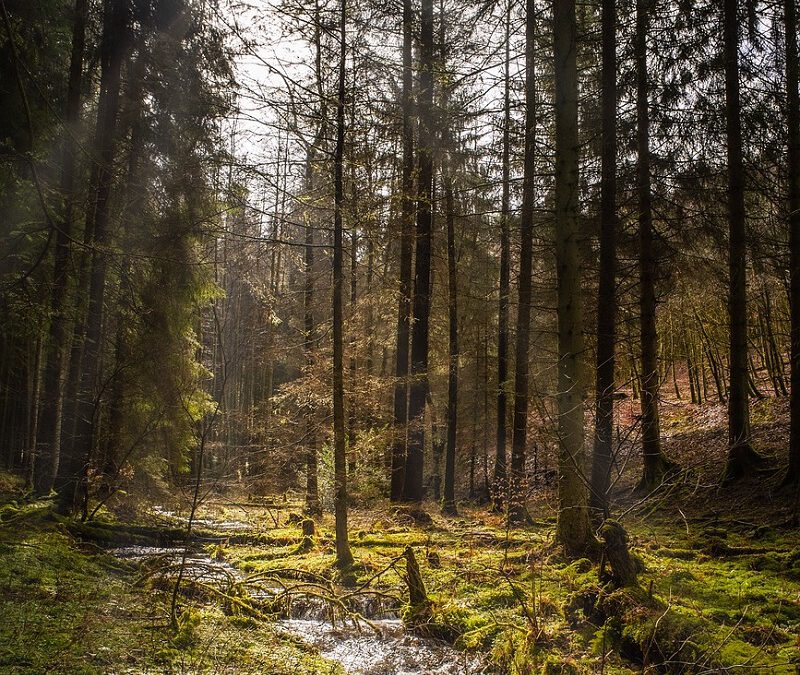 NRW: Ein Viertel der Landesfläche war Ende 2022 mit Wald bedeckt