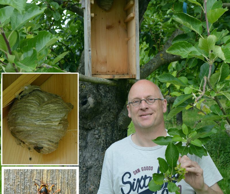 Nest der Mittleren Wespe erfolgreich umgesiedelt