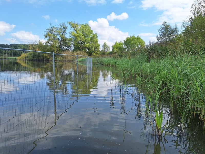 Naturschutz: Mobiler Zaun für den Schilfgürtel am Norderteich