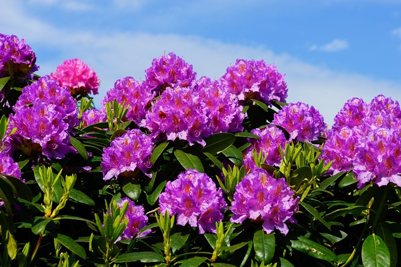 Rhododendren vor Zikaden schützen