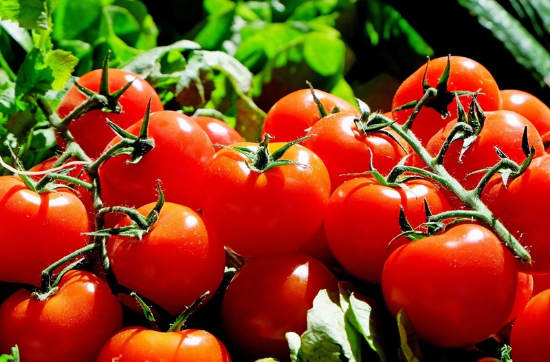 So klappt’s mit den Tomaten