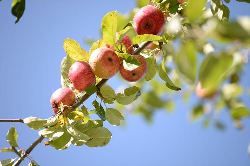 Alles dreht sich um den Apfel