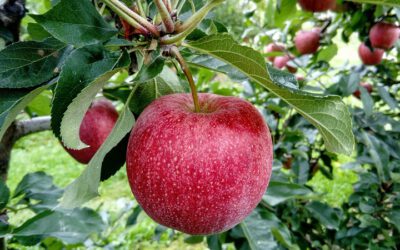 In Blomberg darf gepflückt werden