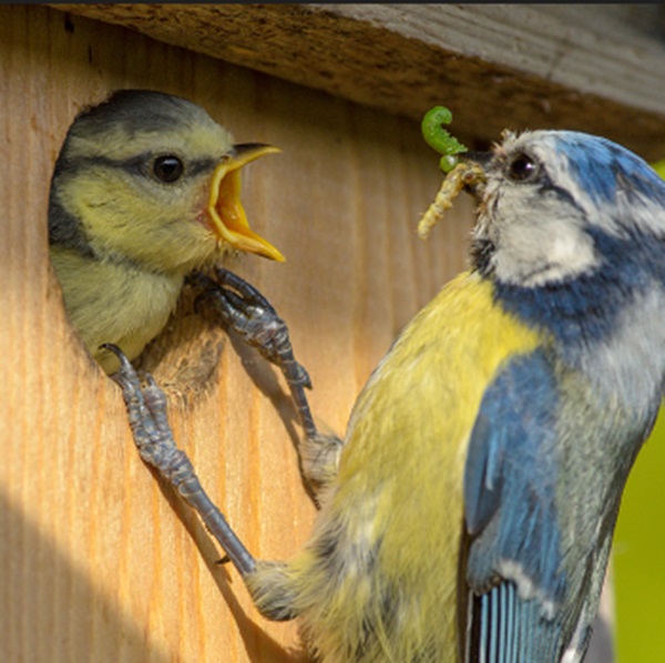 Vogel-Nistkasten bauen mit Klein & Groß – ein kreativer Workshop für Naturfreunde