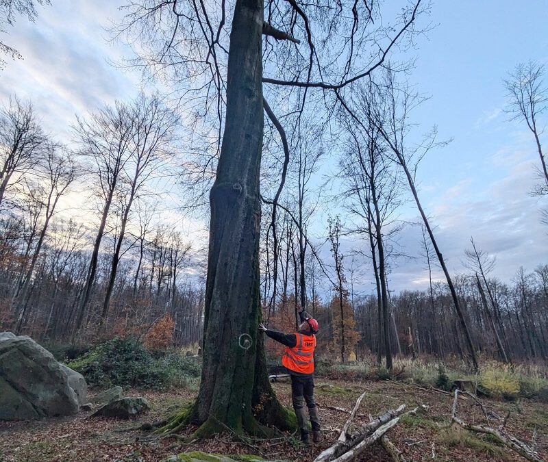 Baum an den Opfersteinen (Leistruper Wald) muss gefällt werden