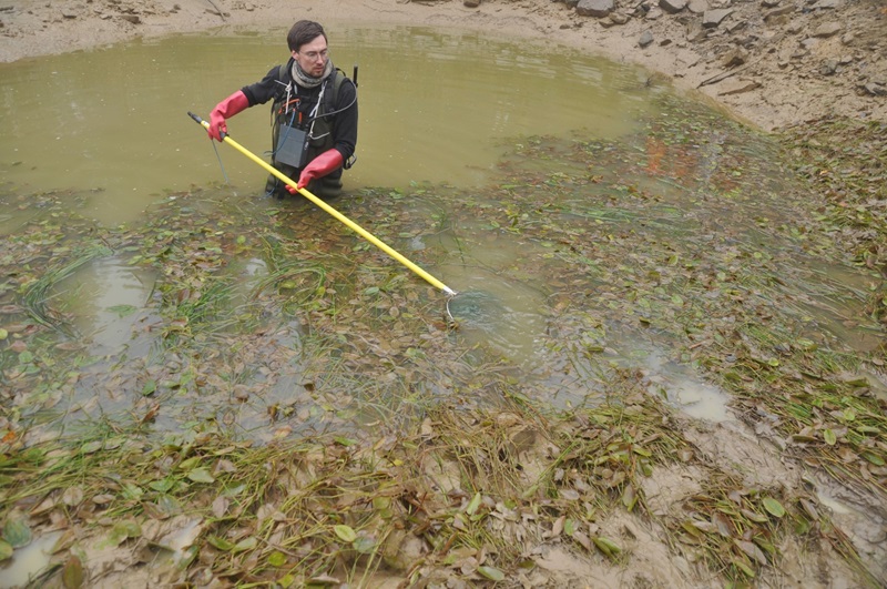 Goldfische werden zum Problem