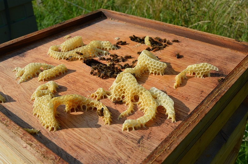 Bienenwachs-Kerzen: Ein kreatives DIY-Erlebnis für die Weihnachtszeit