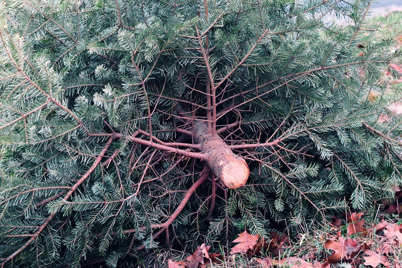 Weihnachtsbaumverkauf an der Försterei Blomberg