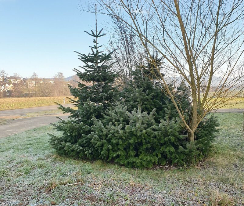 Die größte Anbaufläche für Weihnachtsbäume gibt es im Hochsauerlandkreis