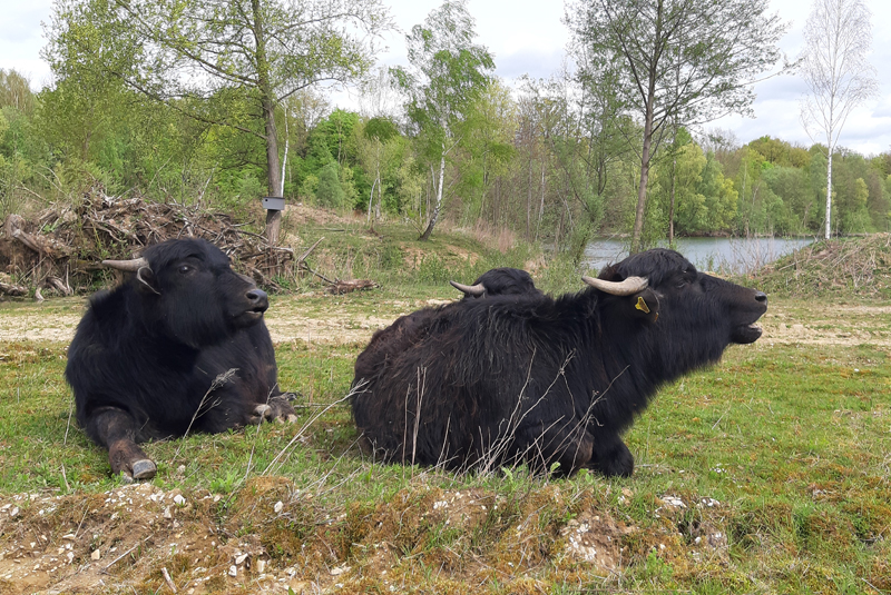 Einladung zum Vortrag „Naturschutzgroßprojekt Wistinghauser-Senne“