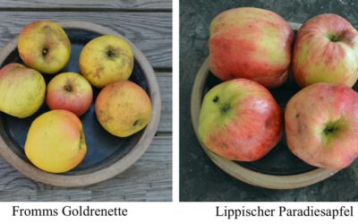 Die Jahresbilanz 2023 zum Apfelallergieprojekt des BUND Lemgo zeigt, dass das Interesse an Informationen nach wie vor groß ist