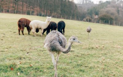 Vogelpark Heiligenkirchen startet in die Saison