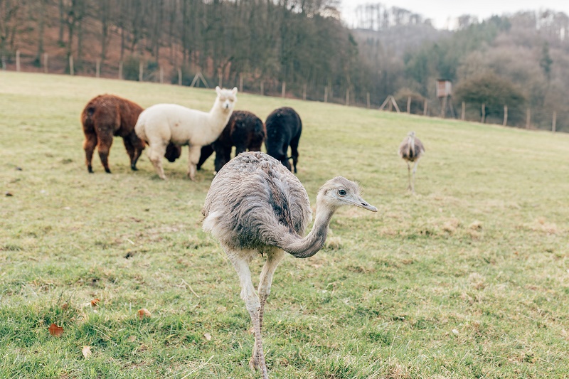 Vogelpark Heiligenkirchen startet in die Saison