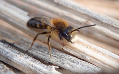 Wildbienen-Nisthilfen bauen in den Ferien