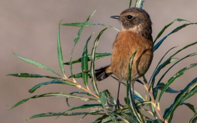 Rote Liste verdeutlicht Naturkrise: Mehr als die Hälfte der Brutvogelarten in NRW ist bedroht