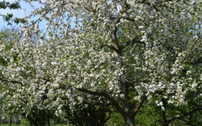 Kälteeinbruch im April hat massive und auch langfristige Auswirkungen