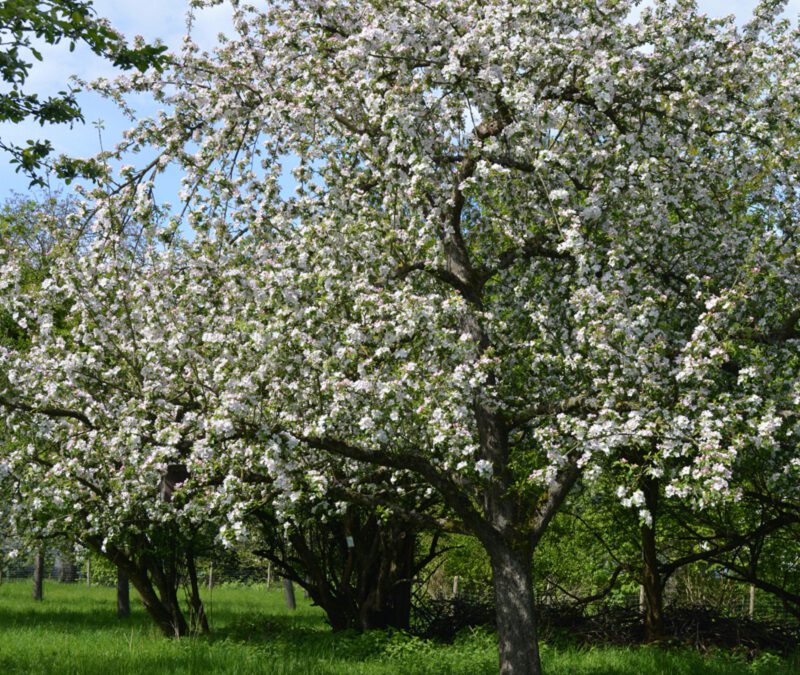 Kälteeinbruch im April hat massive und auch langfristige Auswirkungen