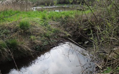 Kreis Lippe lädt ein: Fünf Gewässerschauen in diesem Jahr