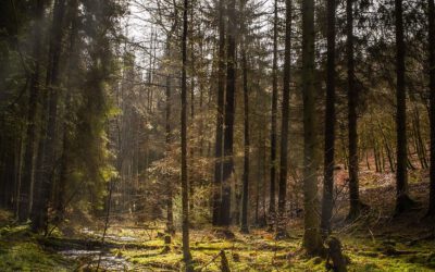 NRW: Ein Viertel der Landesfläche war Ende 2022 mit Wald bedeckt