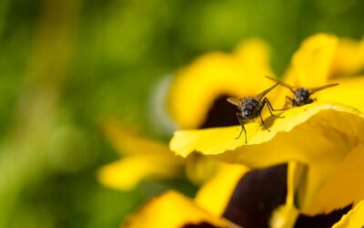 Netze schützen gegen die kleine Kohlfliege