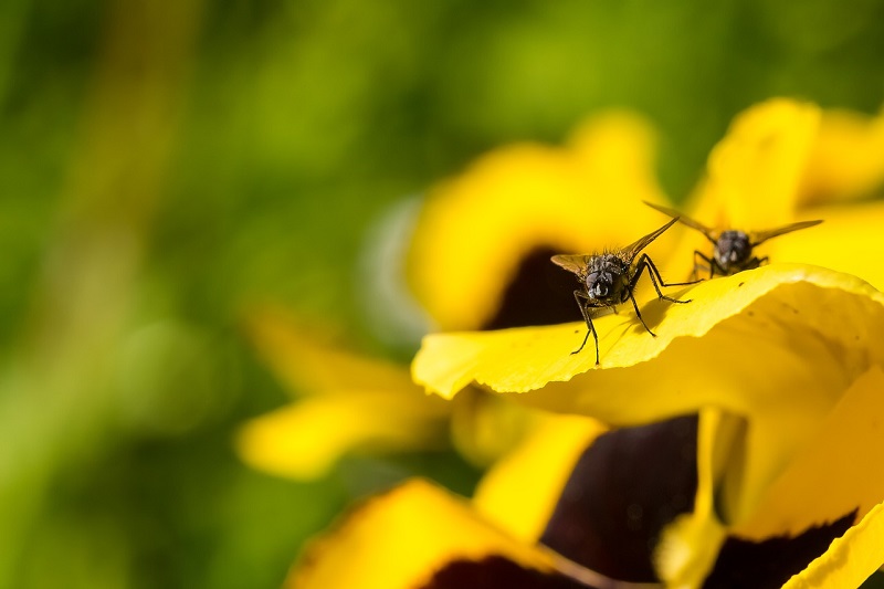 Netze schützen gegen die kleine Kohlfliege