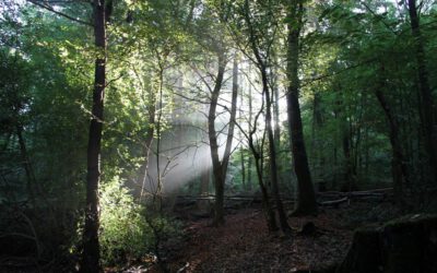 Eintauchen in die grüne Natur – „Waldbaden an den Externsteinen“