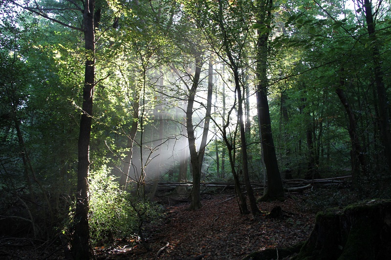 Eintauchen in die grüne Natur – „Waldbaden an den Externsteinen“