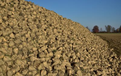 Zuckerrübenaussaat in diesem Jahr später