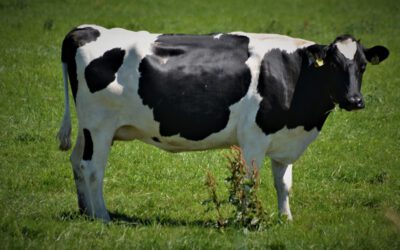 Kühe trinken nicht über den Durst