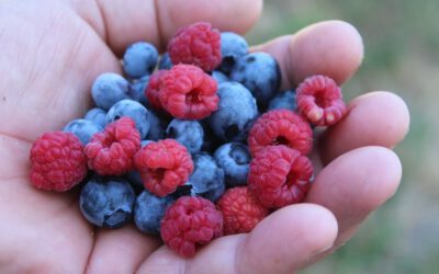 Erste Himbeeren und Heidelbeeren aus dem Freiland in NRW