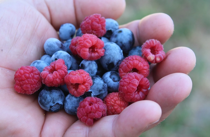 Erste Himbeeren und Heidelbeeren aus dem Freiland in NRW