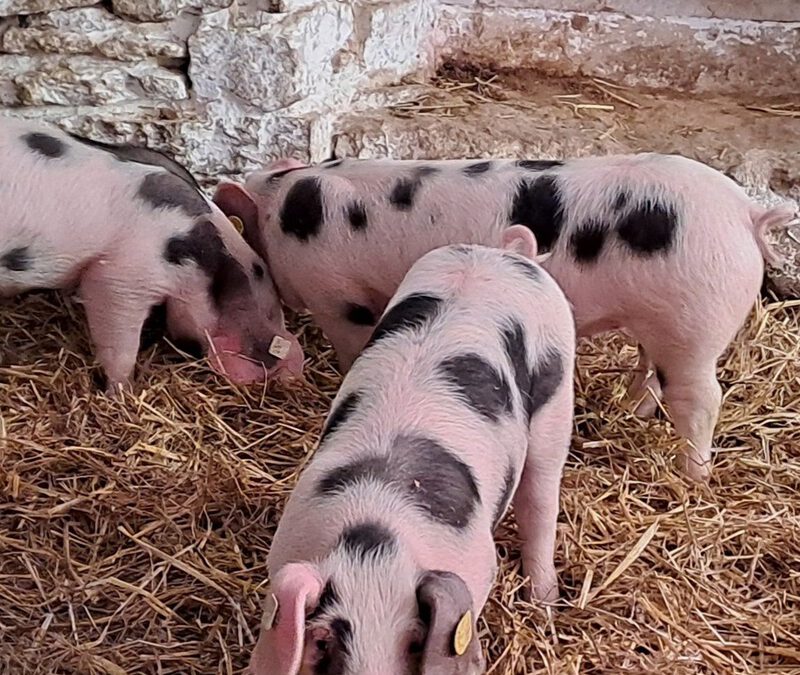 Bunte Bentheimer Landschweine kehren ins LWL-Freilichtmuseum Detmold zurück