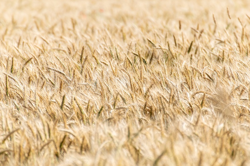 Getreideernte in NRW hat begonnen