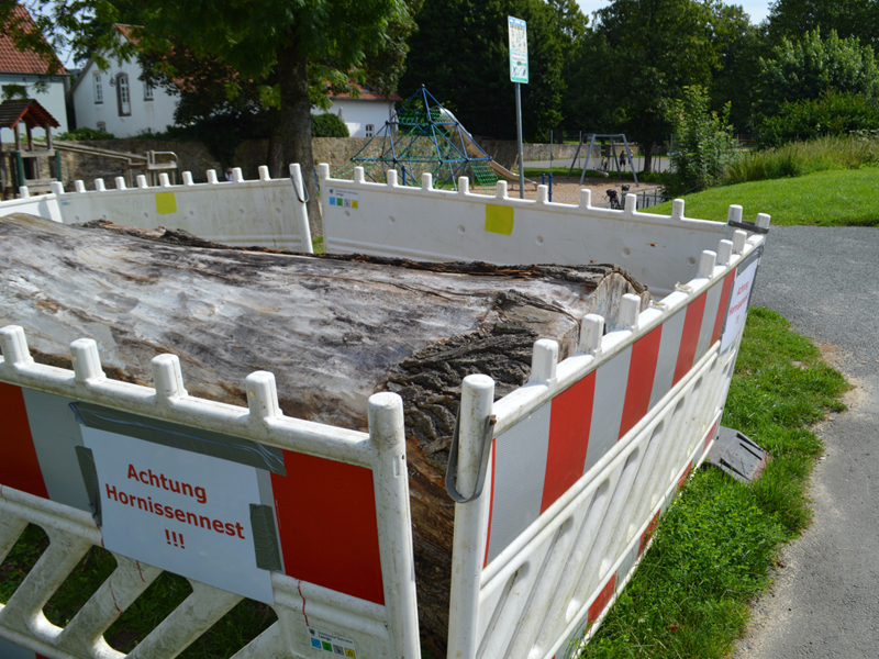 Maßnahme der Stadt Lemgo zum Schutz eines Hornissennestes wird gelobt