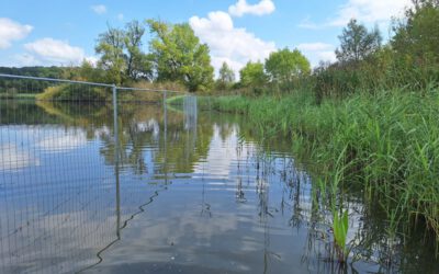 Naturschutz: Mobiler Zaun für den Schilfgürtel am Norderteich