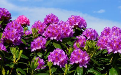 Rhododendren vor Zikaden schützen