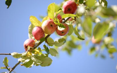 Alles dreht sich um den Apfel