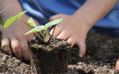 Wettbewerb „Kinder-Gärten“: Umweltstiftung Lippe fördert Umweltprojekte in Kitas