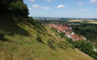 Büsche am Schwalenberger Burgberg werden stellenweise entfernt