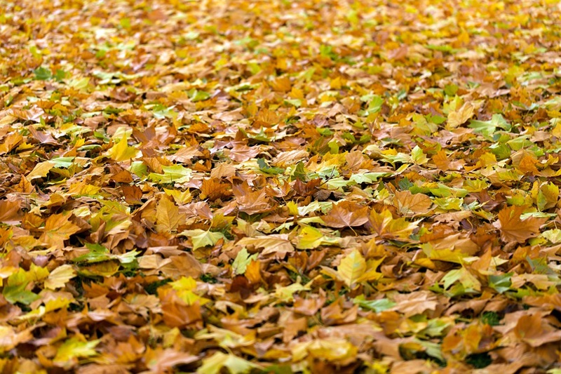 Wohin mit dem Herbstlaub?