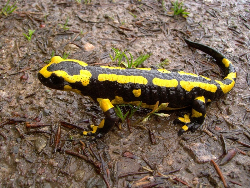 Feuersalamander in Blomberg – Stadt ergreift Schutzmaßnahmen