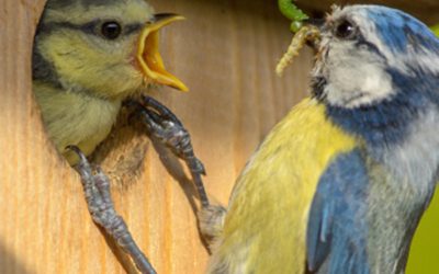 Vogel-Nistkasten bauen mit Klein & Groß – ein kreativer Workshop für Naturfreunde