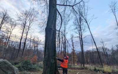 Baum an den Opfersteinen (Leistruper Wald) muss gefällt werden